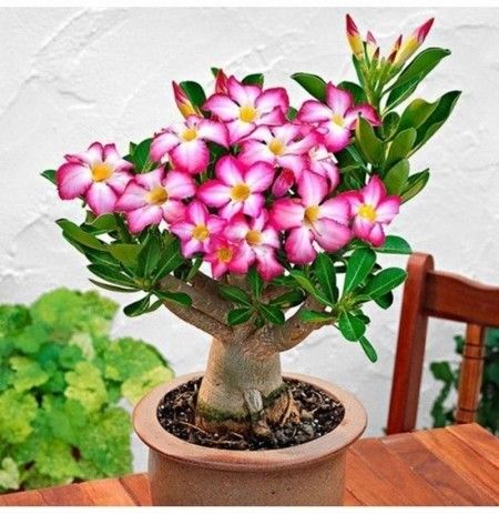 Róża Pustyni Adenium Picotee P10 na Arena.pl