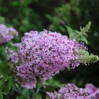 Budleja Dawida 'Guliwer' Lawendowa Duże Kwiaty (Buddleja davidii) 2.0L