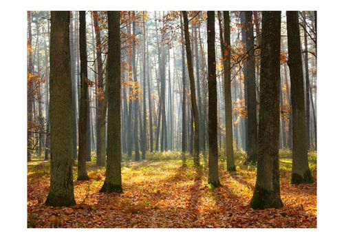Fototapeta - Autumn trees 250x193 na Arena.pl