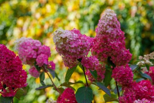Hortensja bukietowa 'Framboisine' (Hydrangea paniculata) Doniczka 2.0L na Arena.pl