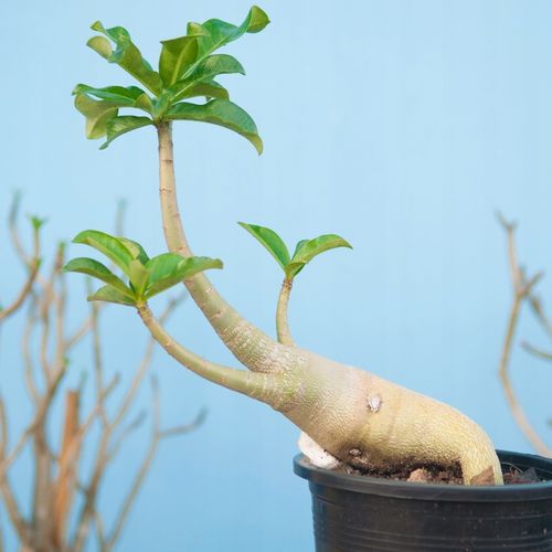 Róża pustyni ADENIUM OBESUM uroczy baobab Adenium opasłe MALUCH na Arena.pl