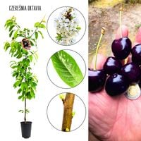Czereśnia Oktavia mrozoodporna obfite owocowanie 180-220 cm