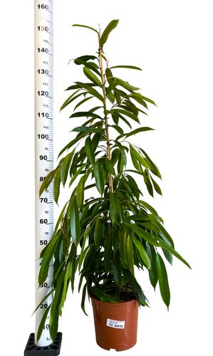 FIKUS (FICUS) AMSTEL KING 150 cm na Arena.pl