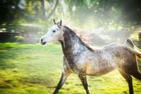 FOTOTAPETA KOŃ W BIEGU ŁĄKA POLANA NATURA