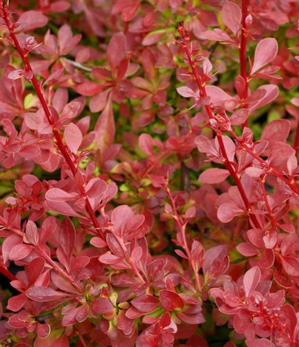 Berberys Thunberga RED CARPET 10-30cm Czerwony Dywan na Arena.pl