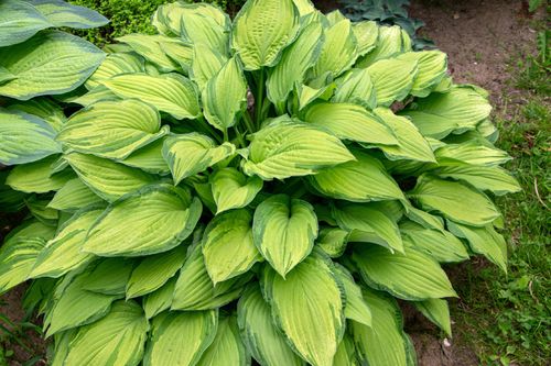 Funkia Hosta 'Sheila West' Doniczka 2.0L Duże Złote liście na Arena.pl