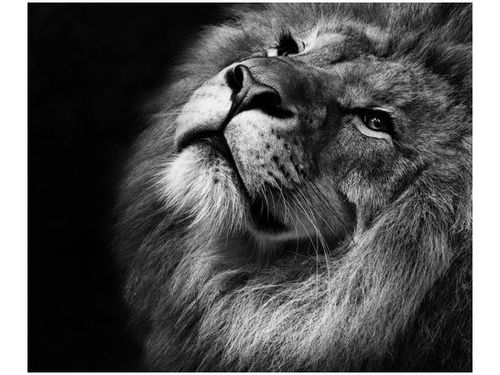 60X50CM SREBRNY LEW OBRAZ ŚCIAN DREWNIANE na Arena.pl