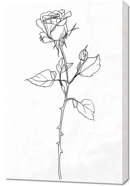Obraz 60x90cm Kontur Róży zdjęcie 1
