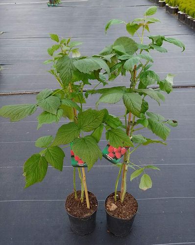 Malina właściwa (Rubus idaeus) Polana C2 E na Arena.pl