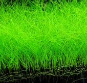 Rośliny do akwarium trawnik Eleocharis Parvula XXL