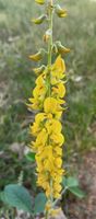 KROTOLARIA RÓZGOWATA Crotalaria juncea NASIONA 230 sztuk - 10g.