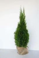 Tuja Szmaragd GĘSTA 80-100 cm Thuja Smaragd - Żywotnik zachodni