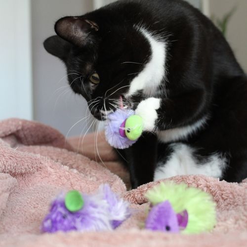 Dingo Zabawka Dla Kota - Myszki Disco 2Szt na Arena.pl