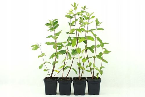 JAGODY 2 x BOREAL BEAST BOREAL BEAUTY ZESTAW 3 SZTUK 3 LETNIE na Arena.pl