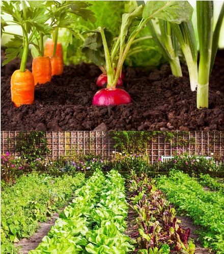 JESIENNY EKOLOGICZNY NAWÓZ UNIWERSALNY do ogrodów i sadów - 20kg na Arena.pl