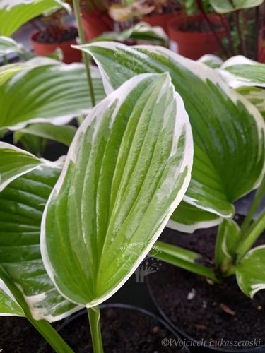 Funkia z białymi obrzeżami-Hosta na Arena.pl