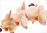 product-compare-62138083