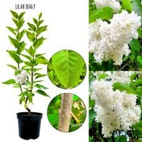 Lilak Biały bez z białymi kwiatami KRZEW 40-80 cm