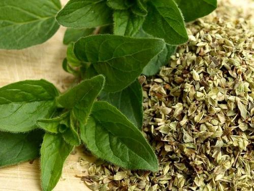 Nasiona Oregano 0,5g na Arena.pl