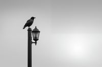 Plakat 45x30cm Samotny Postój Kruka