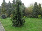 Cyprysik Nutkajski Pendula 40-60cm C3