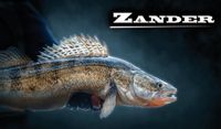 Zander II – magnes