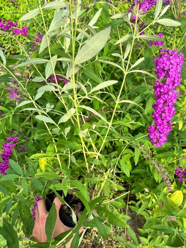 Budleja Dawida 'Royal Red' (Buddleja davidii) Doniczka 2.0L na Arena.pl