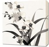 Obraz 50x50cm Orchidea