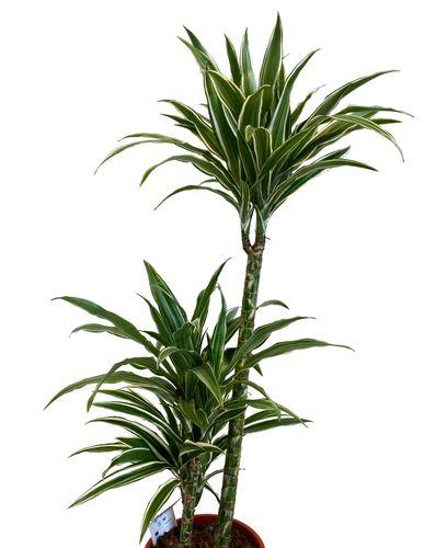 DRACENA WHITE STRIPE  105 cm na Arena.pl