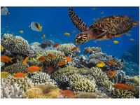 OBRAZ PODWODNA NATURA