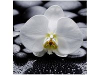 50X50CM BIAŁY STORCZYK OBRAZ