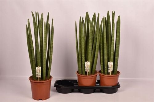 Sansevieria Cylindrica 19Ø 70cm Mega Duża dostojna i reprezentacyjna na Arena.pl