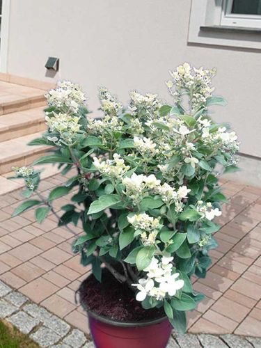 Hortensja bukietowa Polestar ® C3 E na Arena.pl