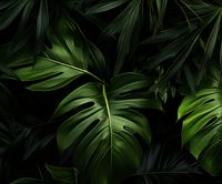 Plakat 60x50cm Zielony Szept