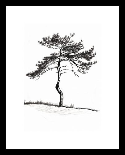 Plakat 13x18cm Samotna Sosna na Arena.pl