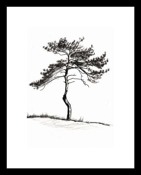Plakat 13x18cm Samotna Sosna zdjęcie 3