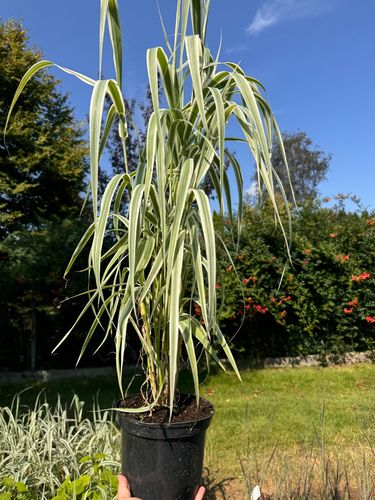 Lasecznica trzcinowata 'Variegata' Wysoka Pstra Trawa Biała (Arundo donax) na Arena.pl