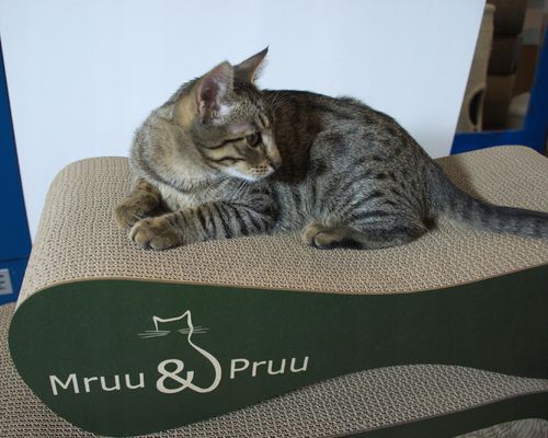 Drapak dla kota MIMI | zielony | 70x23x24 cm | MruuPruu na Arena.pl