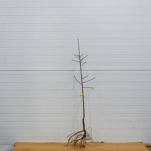 SADZONKI DRZEWKA OWOCOWE ŚLIWA WĘGIERKA DĄBROWICKA STARA POLSKA na Arena.pl