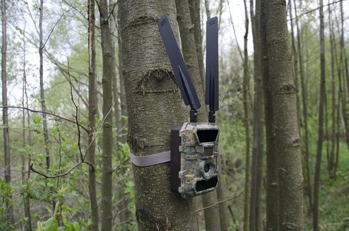 Kamera Leśna FOTOPUŁAPKA Myśliwska FHD GSM 4G LTE MMS wysyła FILMY na Arena.pl
