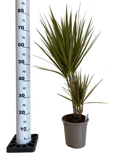 DRACENA BICOLOR 75 cm na Arena.pl