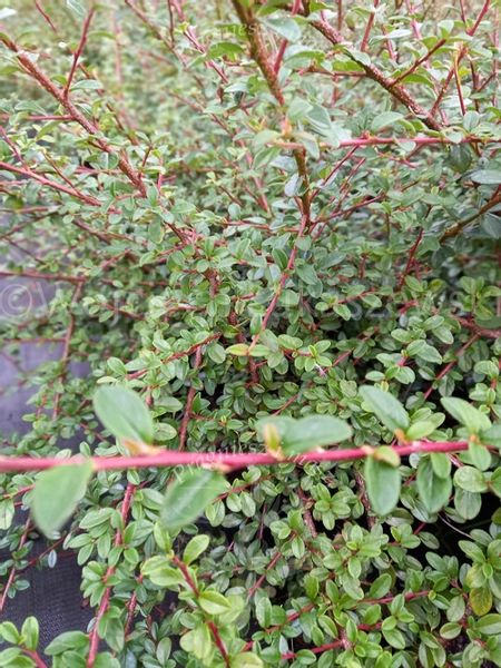 Irga szwedzka Coral Beauty karłowy krzew okrywowy zdjęcie 3