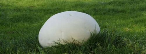 Grzybnia Purchawicy olbrzymiej do ogrodu 750ml na Arena.pl