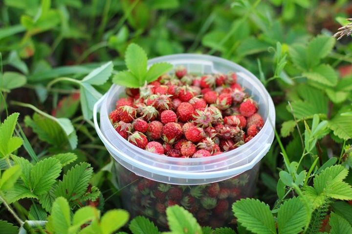 Nawóz do truskawek Florovit 3kg zdjęcie 7