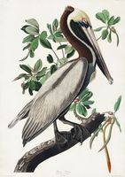Plakat 21x29,7cm Pelikan Brunatny, J.J.Audubon, Vintage do Salonu