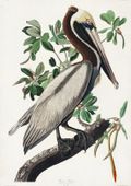 Plakat 21x29,7cm Pelikan Brunatny, J.J.Audubon, Vintage do Salonu