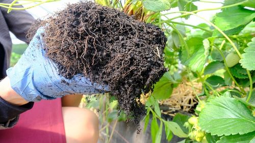 Węgiel brunatny do gleby CARBOMAT ECO 20 L (pH 6,0 - 6,5) na Arena.pl