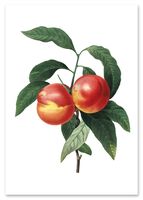 Plakat cyfrowy do wydruku brzoskiwnia owoc