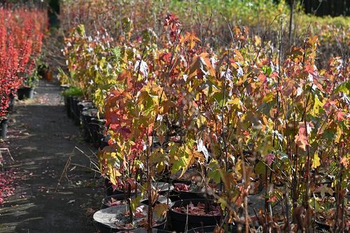 Ambrowiec amerykański - Liquidambar styraciflua na Arena.pl