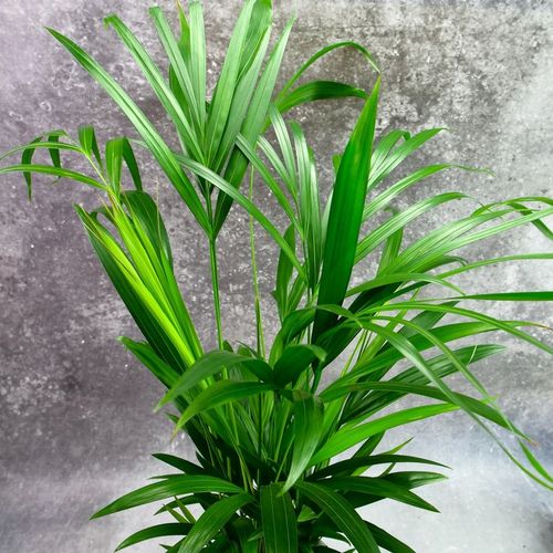 Areka palma Areca Dypsis czyści powietrze Wys. 70cm Zimoodporne na Arena.pl